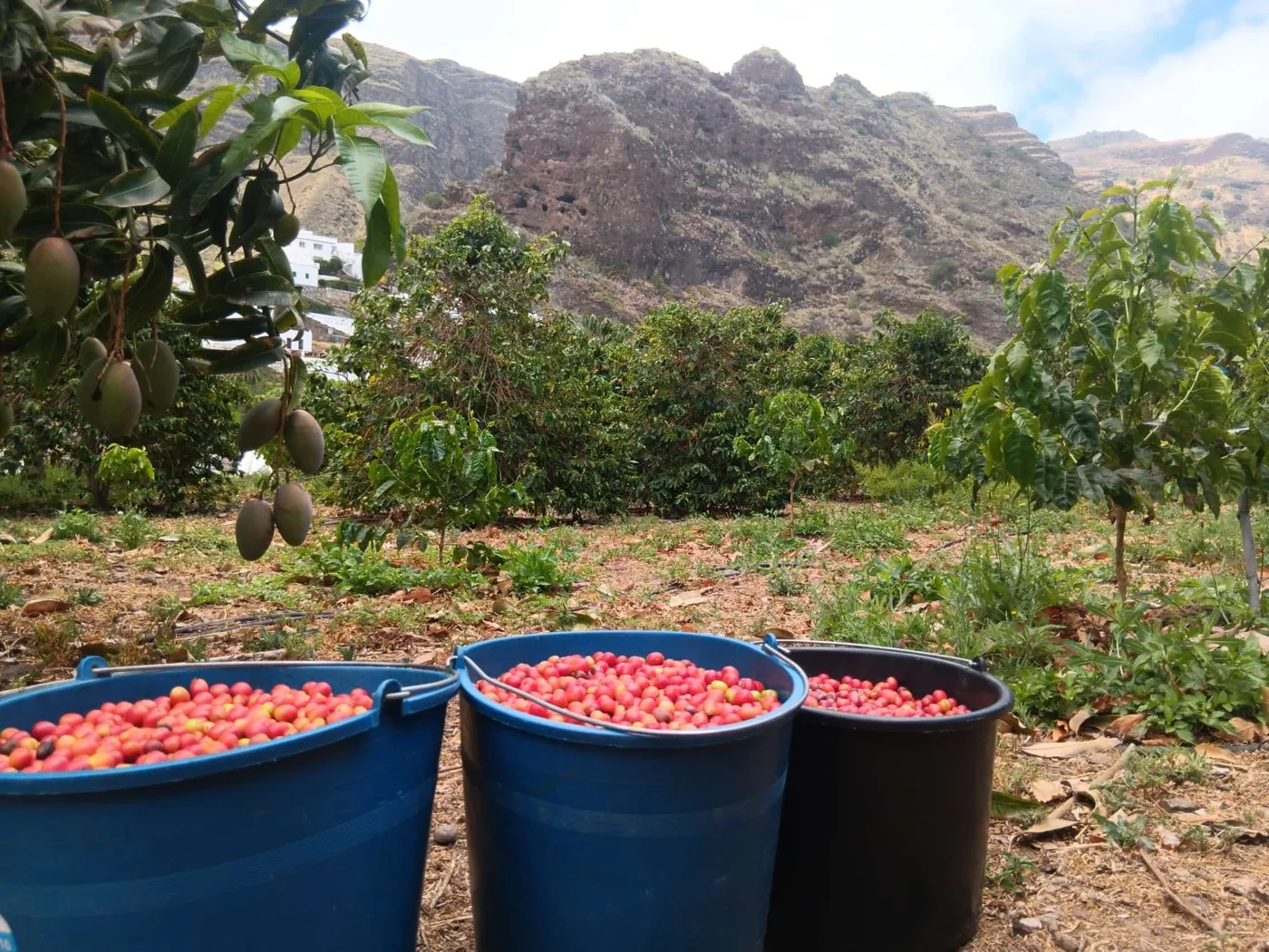 Finca Los Castaños – 39